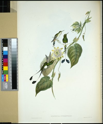 White-booted Racket-tail (spathura Underwoodi) by John (after) Gould