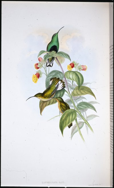 White-tailed Velvet-breast by John (after) Gould