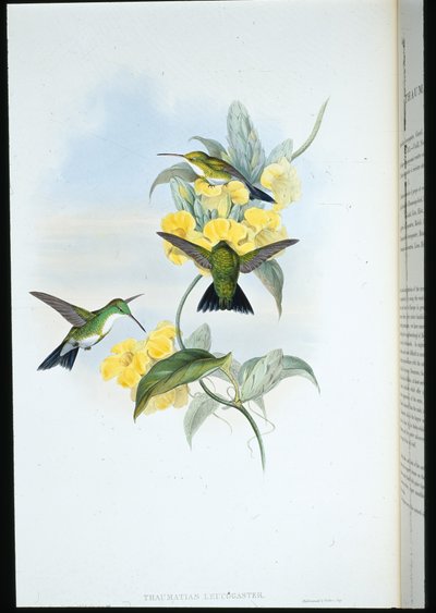 White-throated Emerald by John (after) Gould