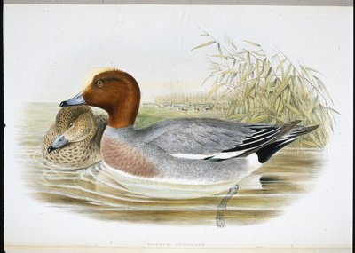 Widgeon by John (after) Gould