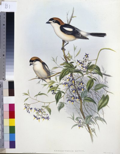 Woodchat Shrike by John (after) Gould