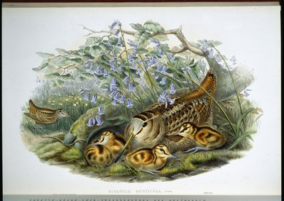 Woodcock by John (after) Gould