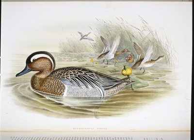 Querquedula Circia by John (after) Gould