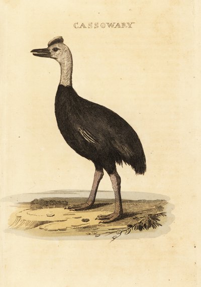 Southern Cassowary, Casuarius Casuarius by John (after) Latham