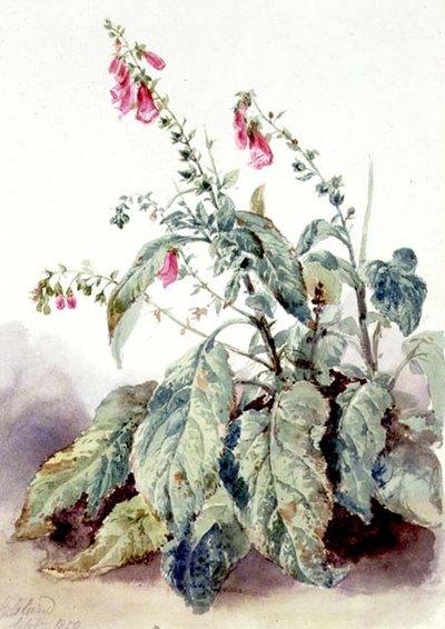 Foxgloves by John Adam P. Houston