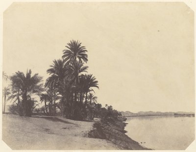 Studies of Date Palms by John Beasley Greene