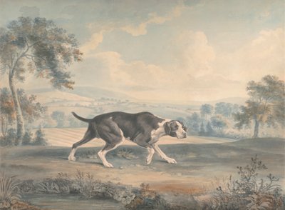The Spanish Pointer by John Buckler FSA
