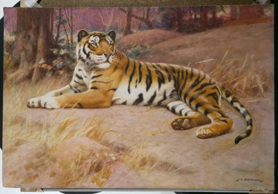The Tiger by John Charles Dollman