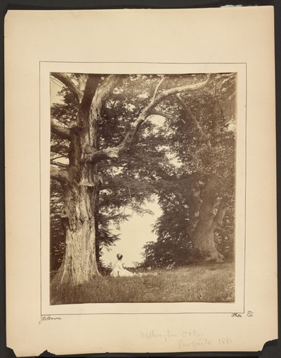 Washington Oak, Presqu