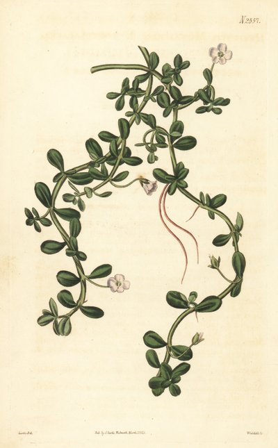 Brahmi or Water Hyssop, Bacopa Monnieri by John Curtis