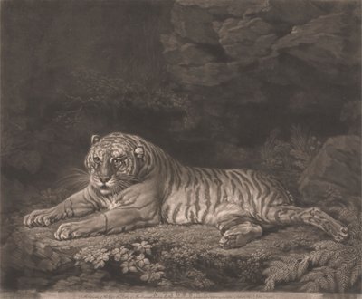 A Tigress by John Dixon