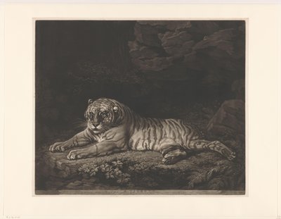 A Tigress by John Dixon