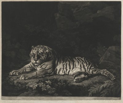 A Tigress by John Dixon after George Stubbs