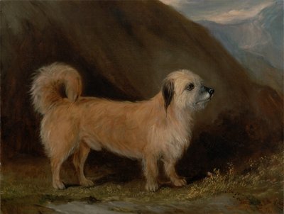A Dandie Dinmont Terrier by John E. Ferneley