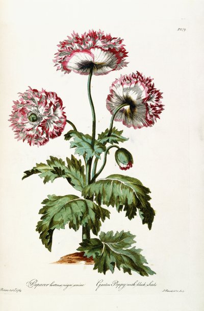 Garden Poppy with Black Seeds by John Edwards