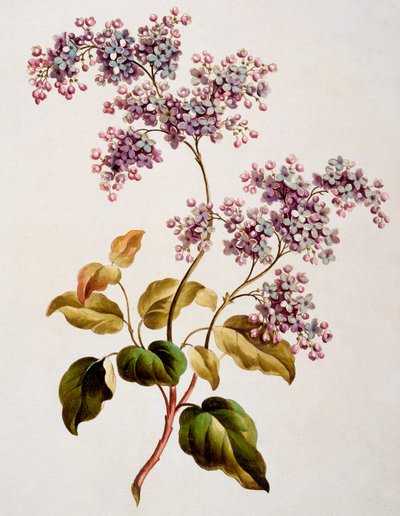 Scotch Lilac by John Edwards