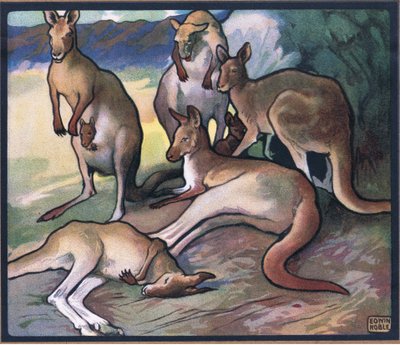 Kangaroos by John Edwin Noble