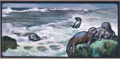 Seals by John Edwin Noble