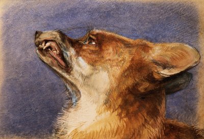 Head of a Fox by John Frederick Lewis
