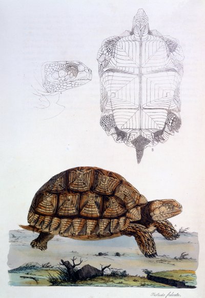 Testudo Sulcata, 1796 by John Frederick Miller