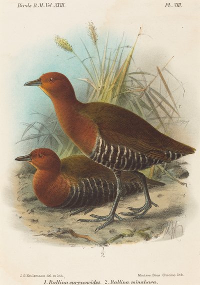 Birds of Philippines by John Gerrard Keulemans