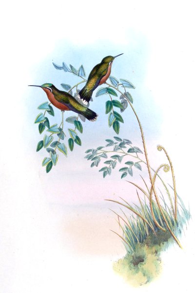 Adelomyia castaneiventris = Lampornis castaneoventris by John Gould