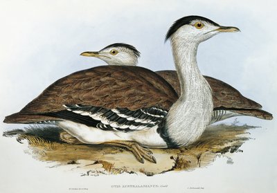 Australian Bustard (Otis australasianus) by John Gould