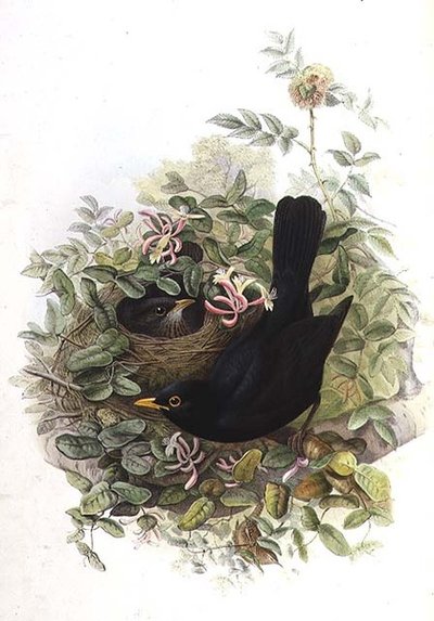 Blackbird by John Gould