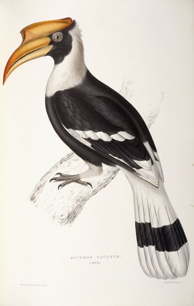 Buceros Cavatus by John Gould