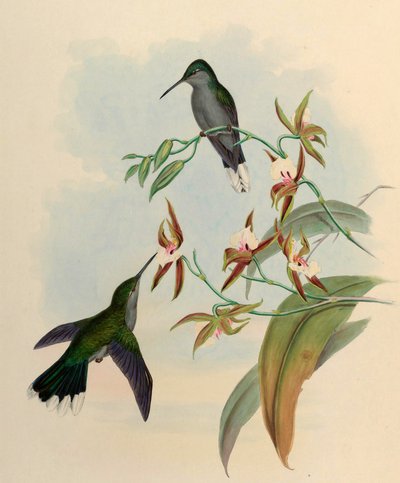 Campylopterus latipennis by John Gould