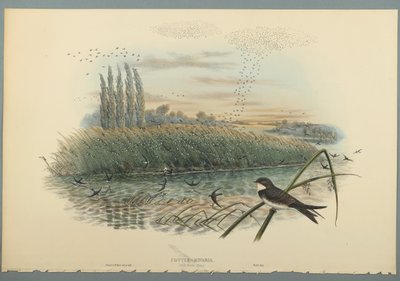 Cotyle Riparia by John Gould