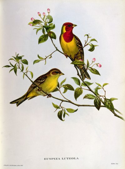 Euspiza Luteola by John Gould