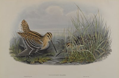 Gallinago Major - Great Snipe by John Gould