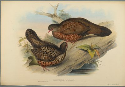 Galloperdix Spadiceus by John Gould