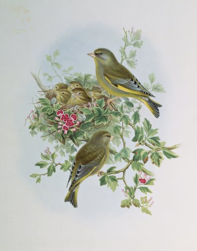 Greenfinch by John Gould