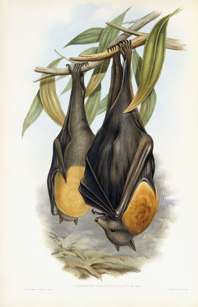 Grey-Headed Flying Fox by John Gould