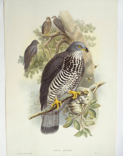 Honey-buzzard (Pernis apivorus), illustration by John Gould