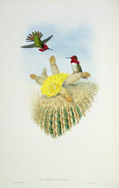 Humming Bird, engraved by Walter and Cohn by John Gould