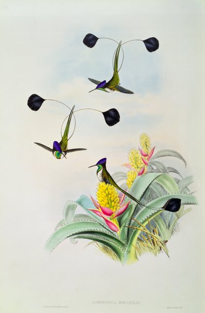 Hummingbird (engraved by Walter and Cohn) by John Gould