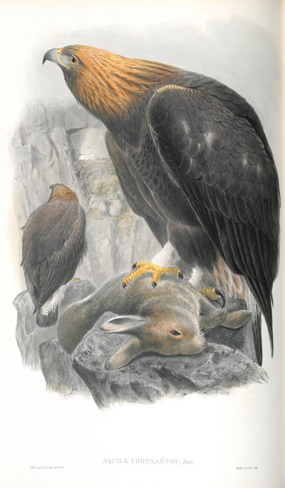 Illustration of Golden Eagle by John Gould