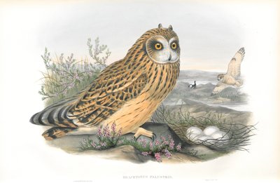 Illustration of Brachyotus Palustris (Short-eared Owl) by John Gould