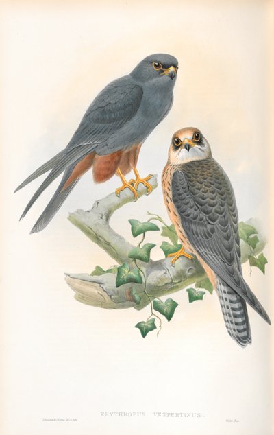 Illustration of Erythropus Vespertinus (Orange-legged Hobby) by John Gould