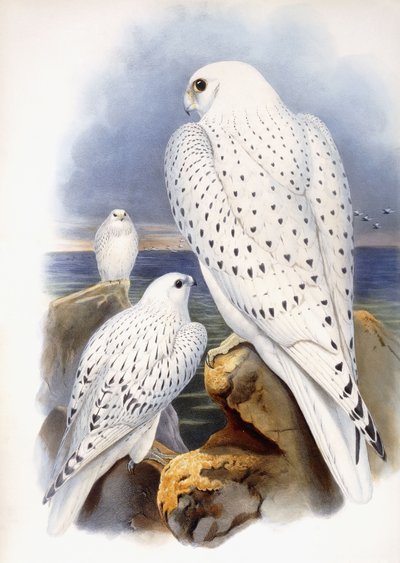 Illustration of Falcons by John Gould