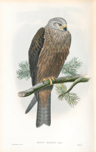 Illustration of Milvus Migrans (Black Kite) by John Gould