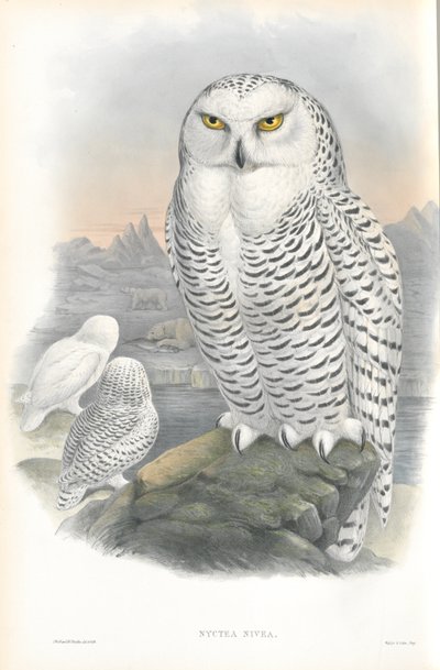Illustration of Nyctea Nivea (Snowy Owl) by John Gould