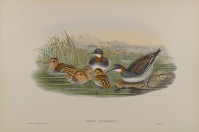 Red-Necked Phalarope by John Gould