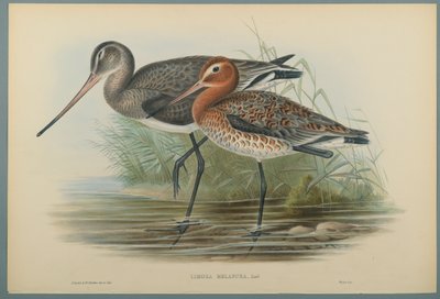 Lurinosa Melanura by John Gould