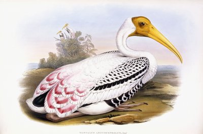 Painted Stork by John Gould