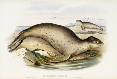 Sea Leopard by John Gould