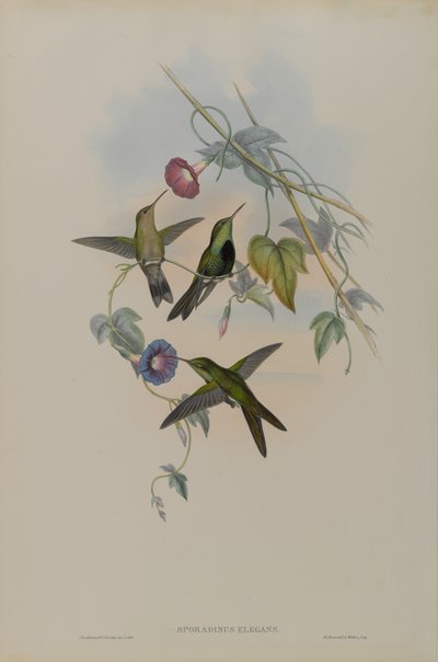 St. Domingo Hummingbird by John Gould